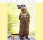 Steve-bar
