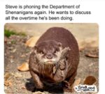 Steve-shenanigans