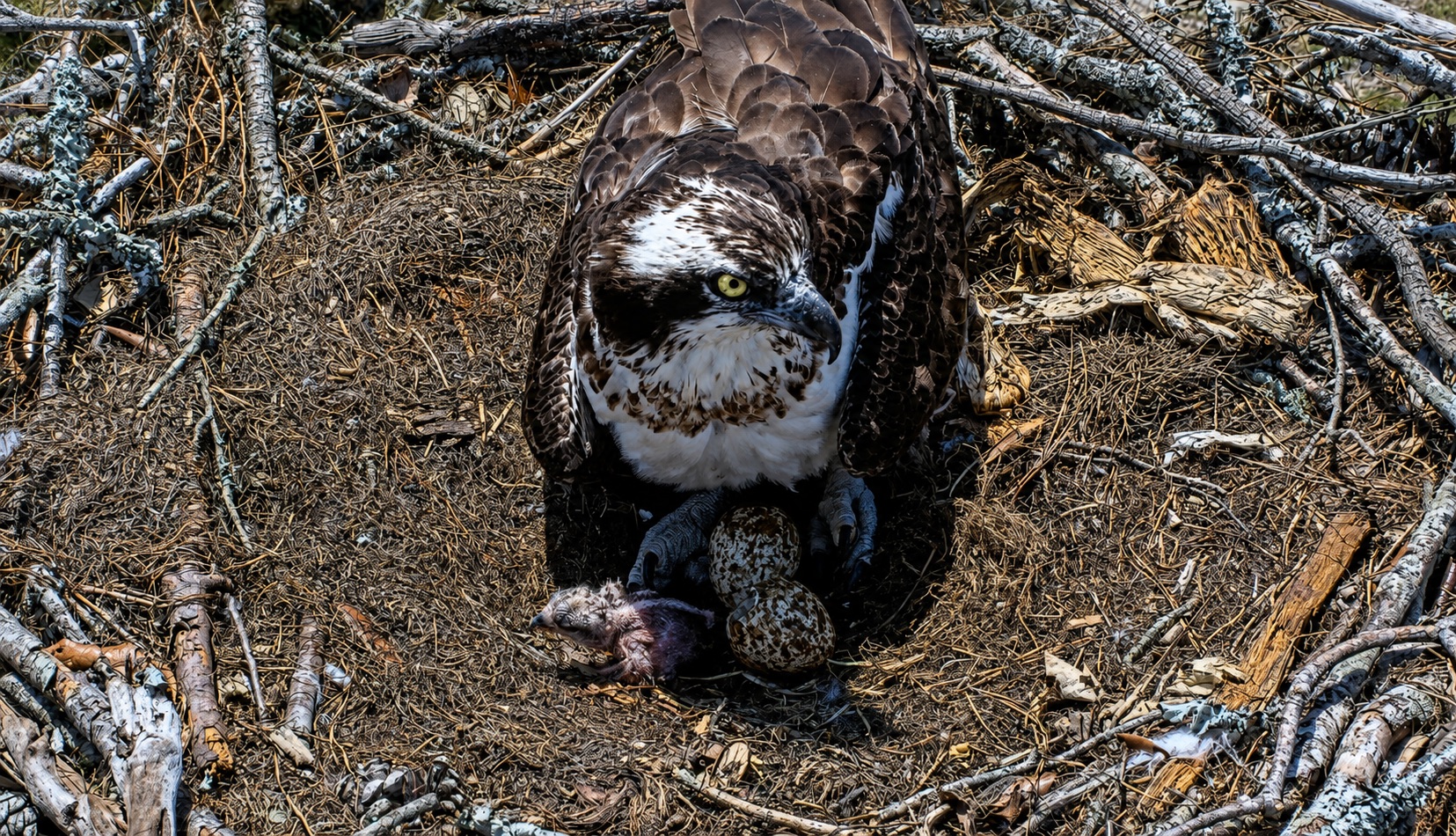 Betsy the osprey stands protectively over her newly hatched chick and two speckled eggs in the OBX Osprey nest.