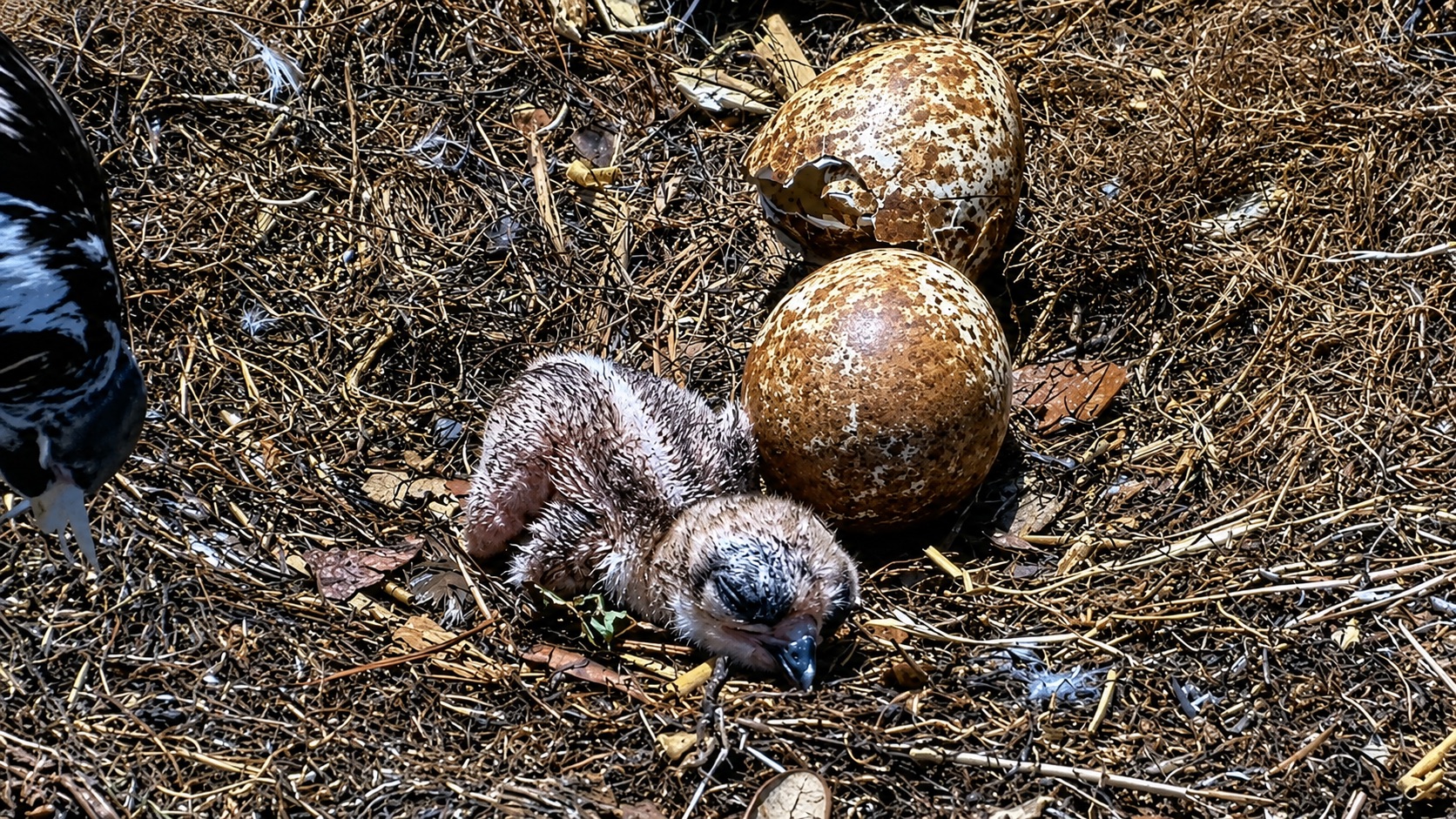 A newly hatched OBX Osprey chick rests beside two speckled eggs in the Carova Beach nest.