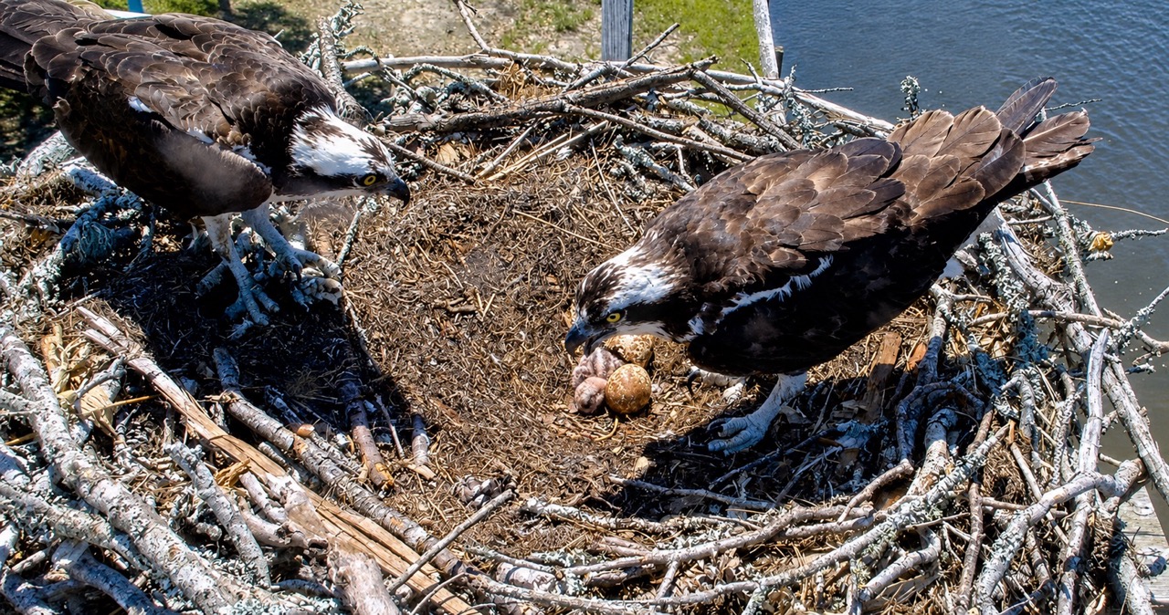 Frederick the osprey looks down at the newly hatched chick and speckled eggs in the OBX Osprey nest.