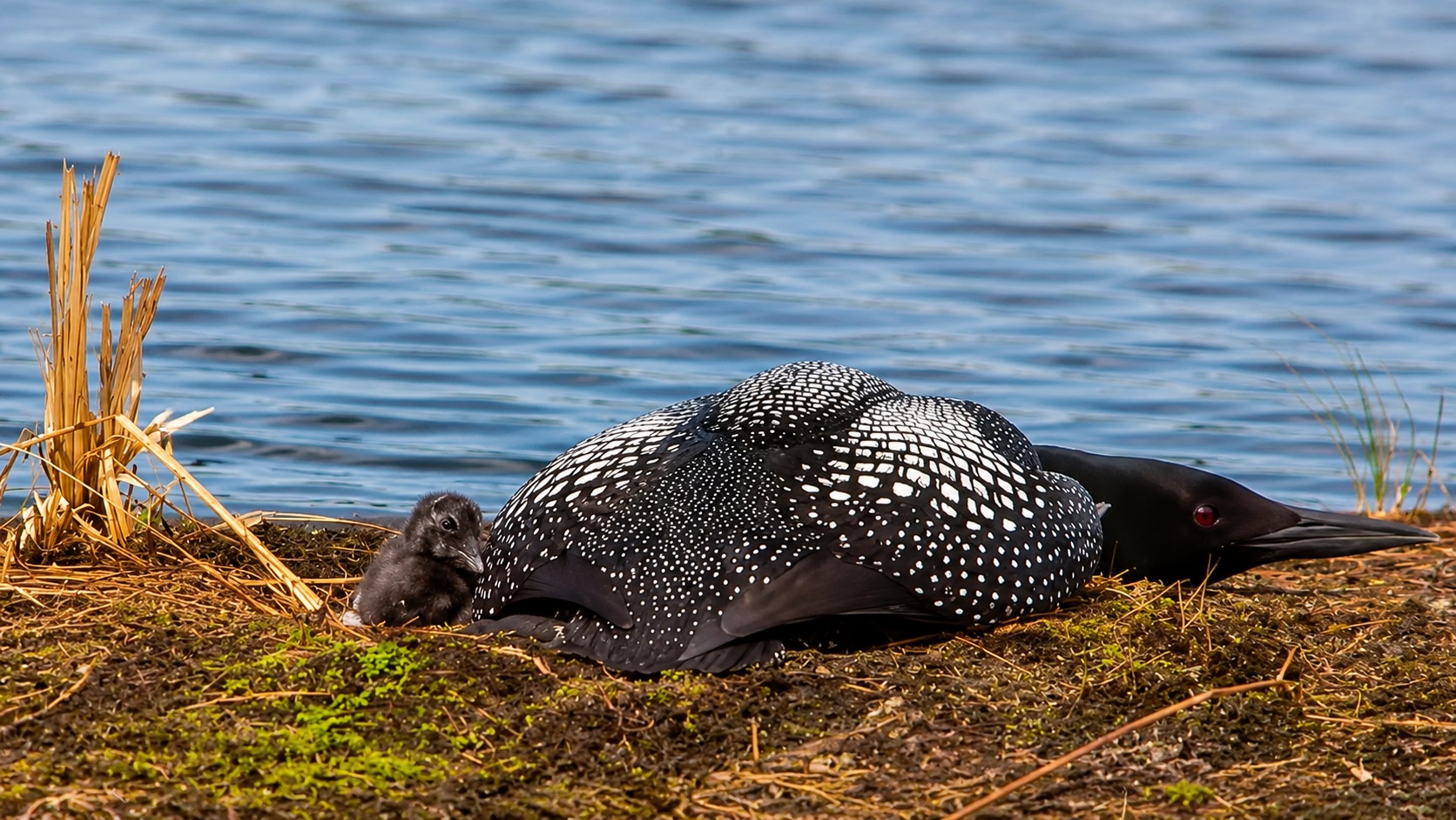 Adult loon shelters newly hatched chick on the Ten Mile Loon Cam nest