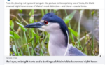 heron