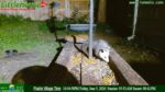 Baby_Possum