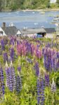 lupin