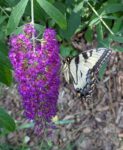 PXL_20260611_203920771.MP