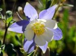 Columbine