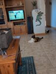 6-20-26-watching-golf