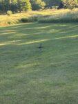 IMG_0517