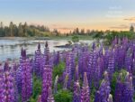 lupines2