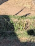 PXL_20260630_005248225