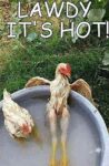 funny-cool-chicken-a