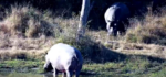 2-big-water-pigs