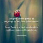 Ladybug