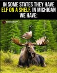Michigan-goose