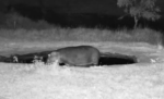Hippo-little-pond