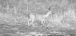 duiker