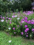 butterfly-garden