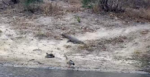 gucks-and-croc