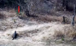 croc-chases-lizard