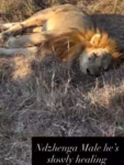 injured-male-lion