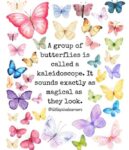 Butterflies