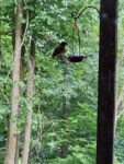 Oriole