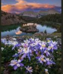 7-21-Columbines@CottonwoodPass-BuenaVista