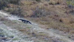 dino-on-a-stroll