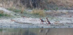 croc-and-gucks