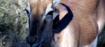 Impala-and-hitchhiker