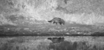 civet