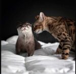Steve-CatScan