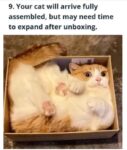cat-assembly
