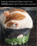 cat-day-2