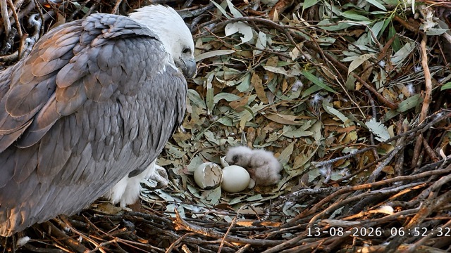 Neu geschlüpftes Seeadlerküken SE37 neben seiner zerbrochenen Schale und dem zweiten Ei im Nest im Sydney Olympic Park