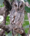 african-scops-owl