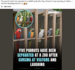 Parrots