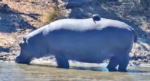 shell-one-on-hippo