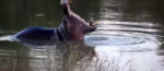 Hippo-mouth