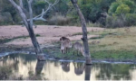Waterbucks