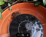 frog