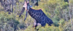 giraffe-Aug-2026