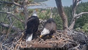 Shadow and Kaydee together at the Big Bear bald eagle nest on August 13, 2026