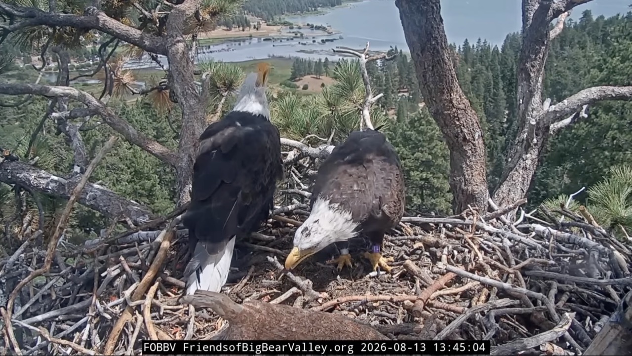 Shadow and Kaydee together at the Big Bear bald eagle nest on August 13, 2026