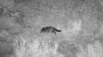 Civet