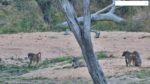 Djuma-Baboons