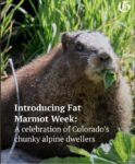 Marmot