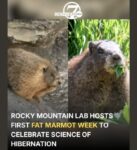 Marmot-2