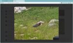 green-heron